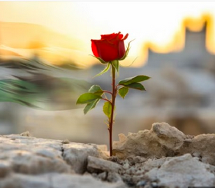 A Rosa de Gaza